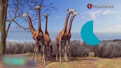 População de girafas selvagens caiu 40% desde 1985.