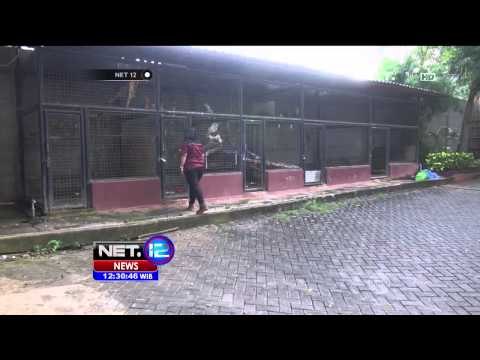 Kakatua Jambul Kuning yand Diselundupkan, Berhasil Diamankan Kepolisian -NET12