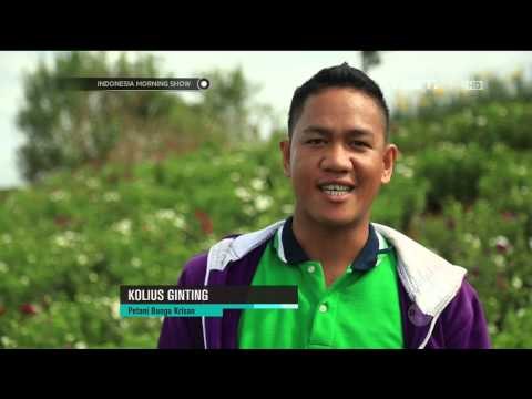 Profesi Pagi Petani Bunga Krisan Berastagi - IMS