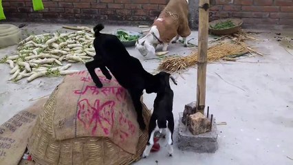 Baby Goats Playing In Village Enjoy the Life