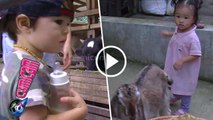 Lihat Kambing dan Sapi, Ini Ekspresi Lucu El dan Thalia - Cumicam 07 Februari 2017