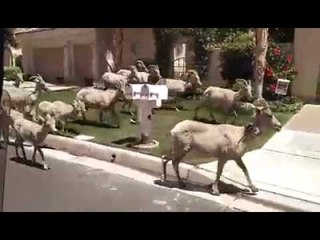 Flock of Rams Invade California Neighborhood