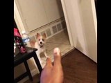 Cute Puppy Thinks Owner's Finger Is a Gun
