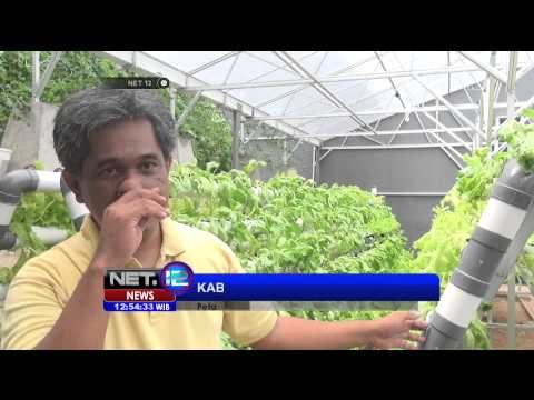 Bisnis Hidroponik di Semarang - NET12