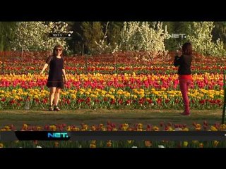 Pesona Hamparan Ribuan Bunga Tulip di India - NET5