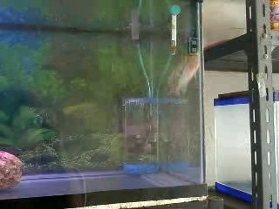 My Flowerhorn!!!
