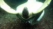 Accouplement de tortues marines vertes