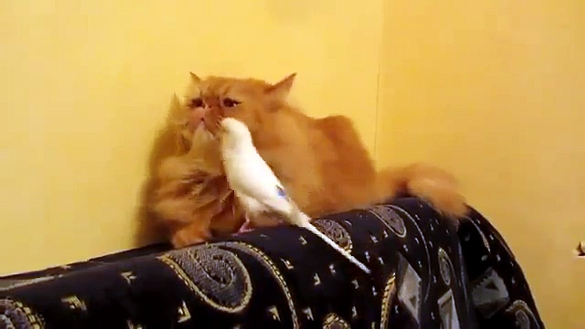 ⁣КОТ и ПОПУГАЙ  Попугай Достаёт Кота