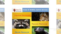 Animal & Wildlife Control Services In St.Catharines,Welland & Niagara Falls