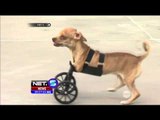 Seekor Anjing Gunakan Kaki Palsu Beroda Sebagai Pengganti Kaki - NET5