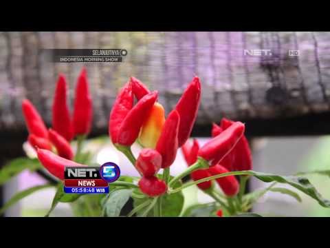 Aquaponik, Budidaya Ikan dan Tanaman di Lahan Minim - NET5