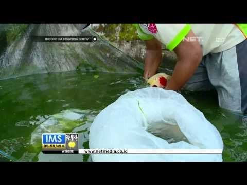 Budidaya Ikan Koi di Blitar, Jawa Timur -IMS