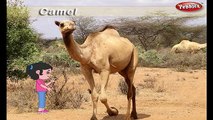 Рифмы рифмы верблюд | животных для детей стишки | детские для самые популярные детские стишки | БГ