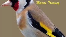 Goldfinch singing