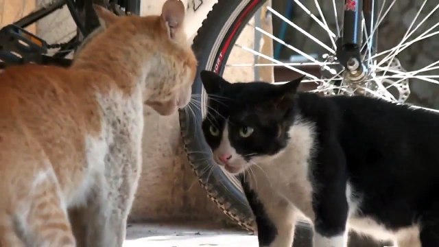 Драка бойцовых котов!Brawl fighting cats!