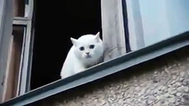 БЕЛЫЙ КОТ ЗАЩИЩАЕТ КВАРТИРУ СМОТРЕТЬ ВСЕМ ЯНВАРЬ 2016