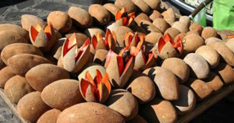 Antalya Gazipaşa'da Tropikal Bahçede 'Çikolata Meyvesi'