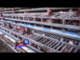 Kenaikan Harga Telur Ayam di Sejumlah Daerah Jelang Ramadhan - NET12