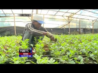 Budidaya Bunga Krisan di Pasuruan - NET12