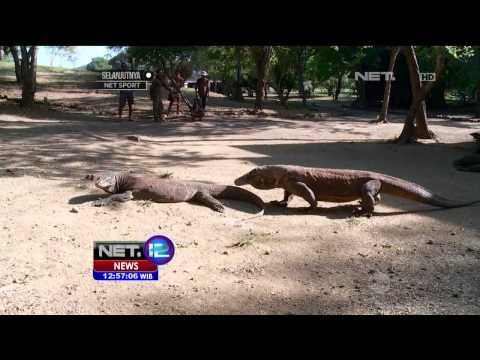 Destinasi Keindahan Wisata Pulau Komodo - NET12