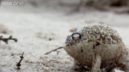 Cette grenouille super énervée fait un bruit de Klaxon