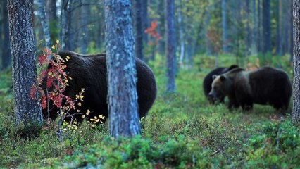 春木伸康の動画 Dailymotion