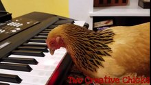 Patriotic Chicken Playing Keyboard Piano