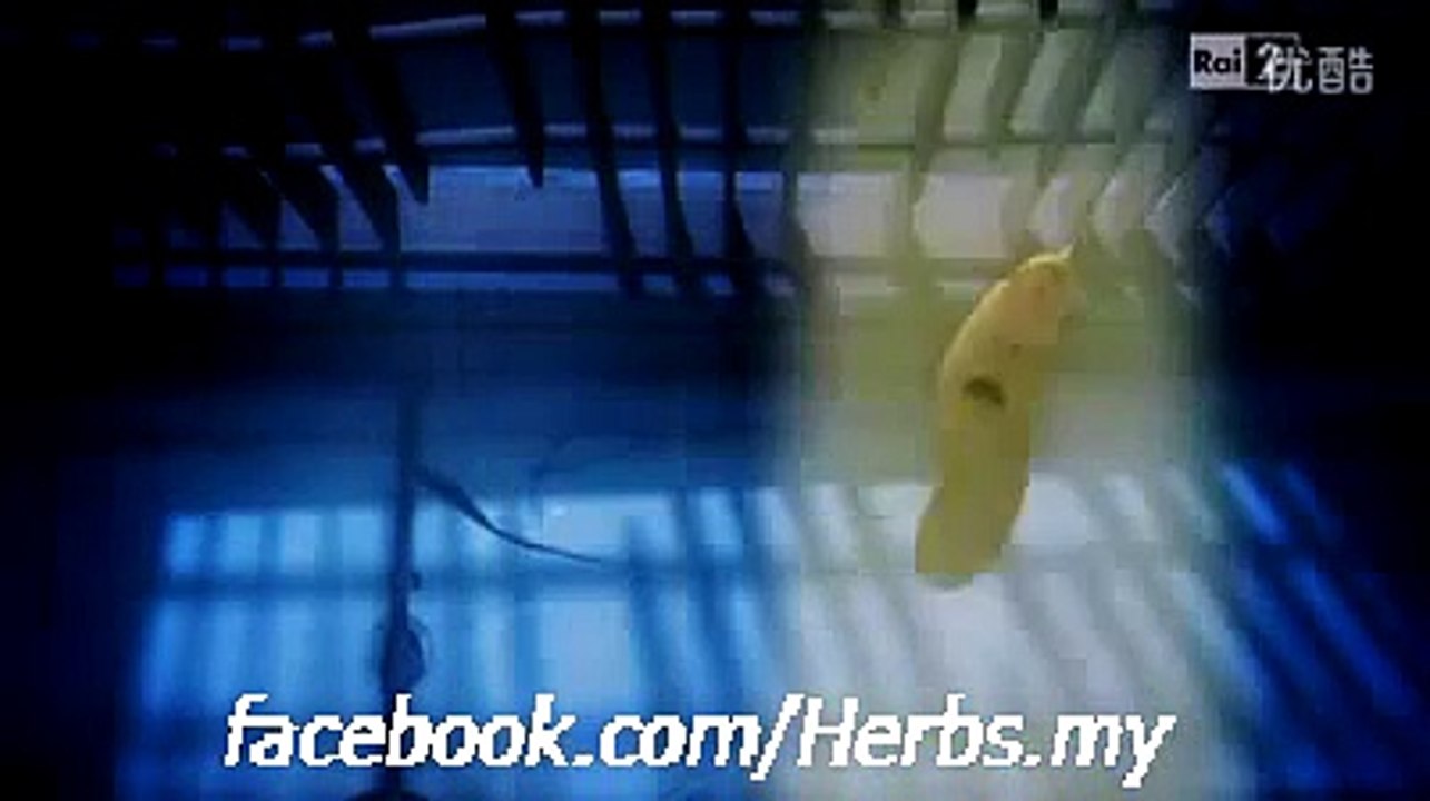 Larva ep 49
