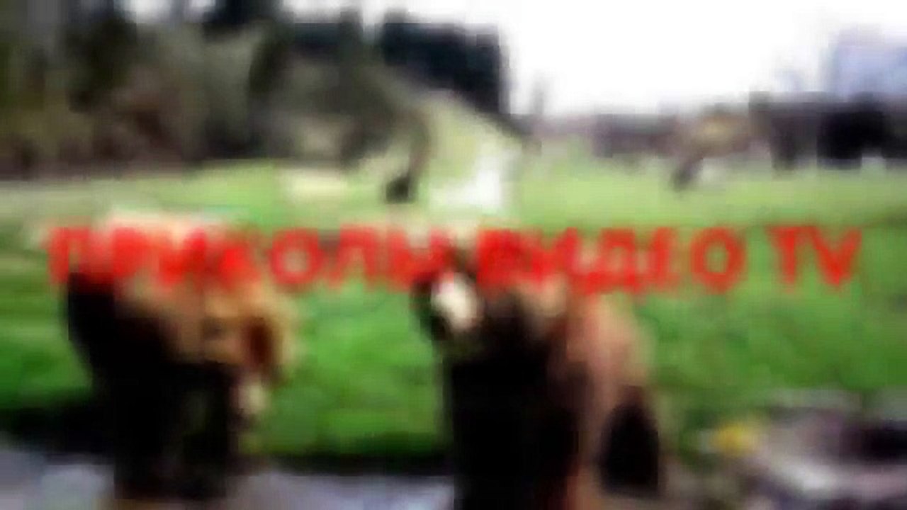 Funny videos.Dog hunting laser