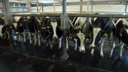 هذا الصباح- جدل ودراسات متضاربة حول الألبان