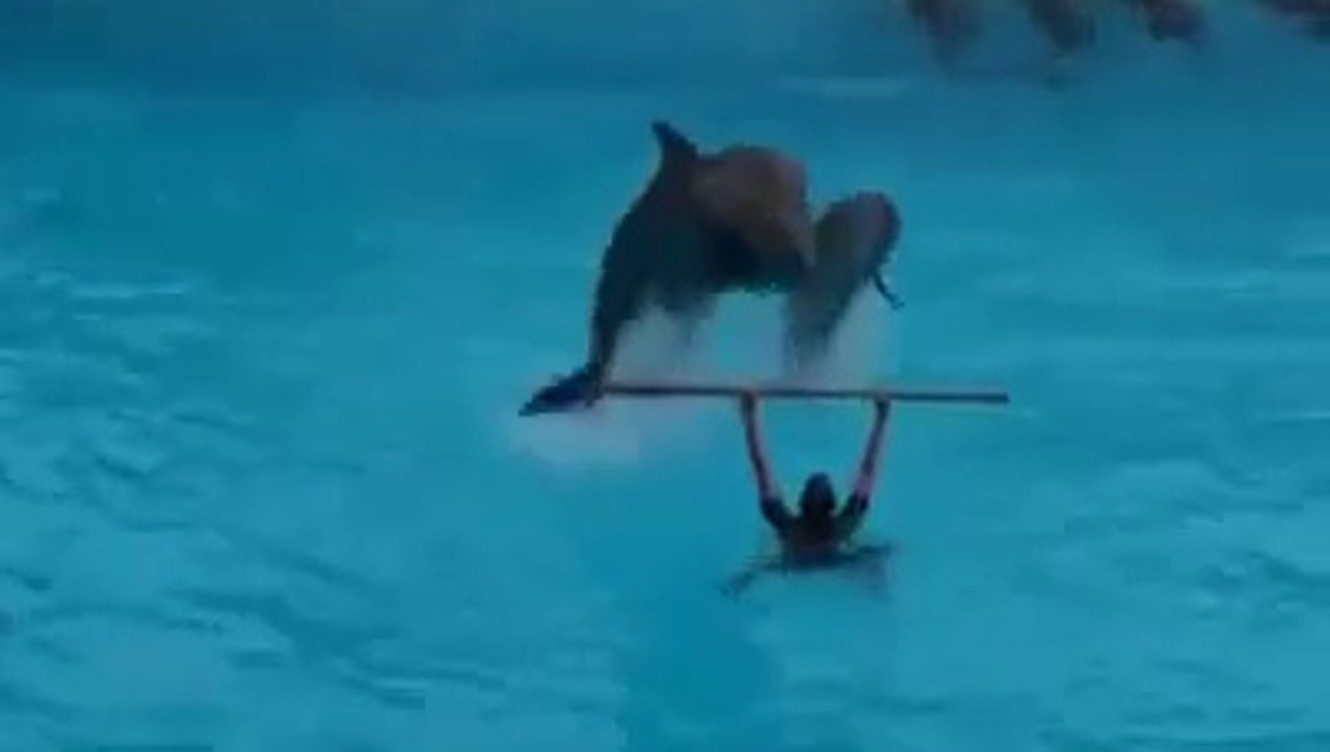 ⁣Amazingly Trained Dolphins playing in pool