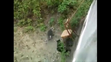 Ils inventent un ascenseur pour chat !