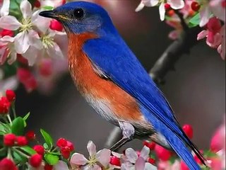 Andy Tielman My Little Bird.wmv-CNVWUuUjErY-HQ