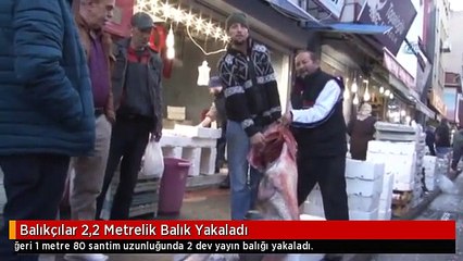 Balıkçılar 2,2 Metrelik Balık Yakaladı