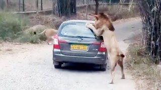 When_A_Lion_Got_Up_Close_And_Personal_With_Car_Full_Of_Tourists