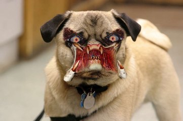 Dog Halloween Costume Funny - DoggyMan