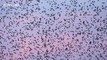 Mesmerising starling murmuration over Runcorn, UK