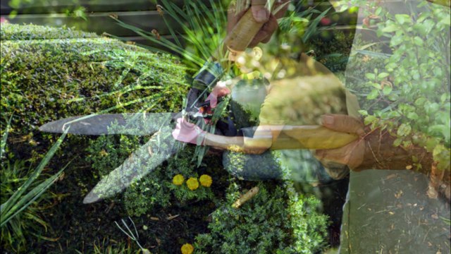 Total Gardens Solutions - (512) 986-2741