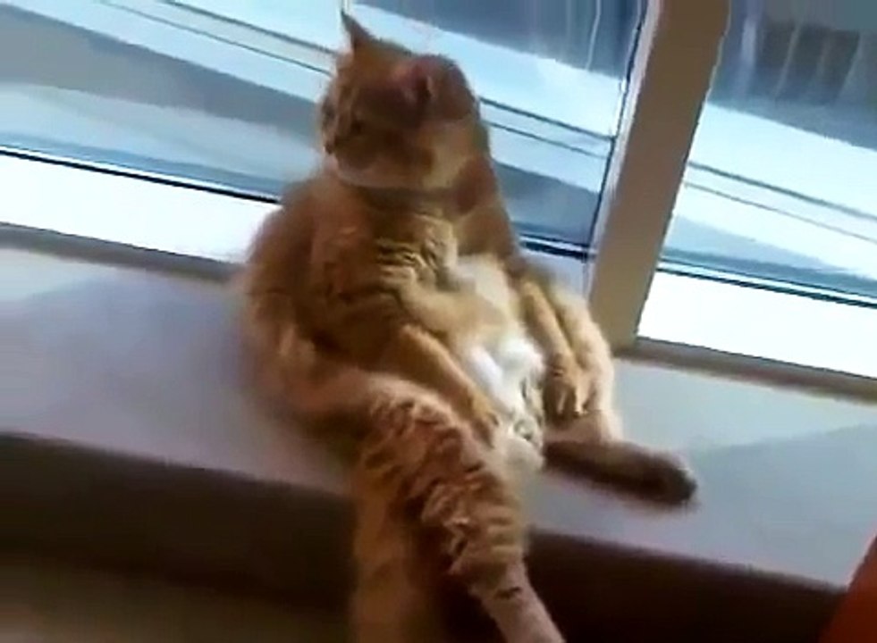 Кот сидит у окна