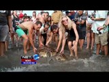 Pelepasan Penyu dan Tukik di Pantai Kuta, Bali - NET24