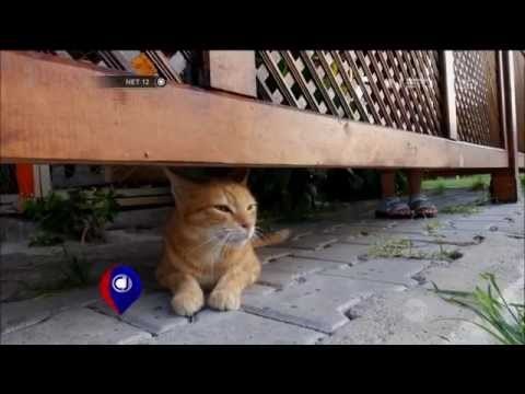 Rumah Penampungan Kucing di Antalya, Turki - NET12