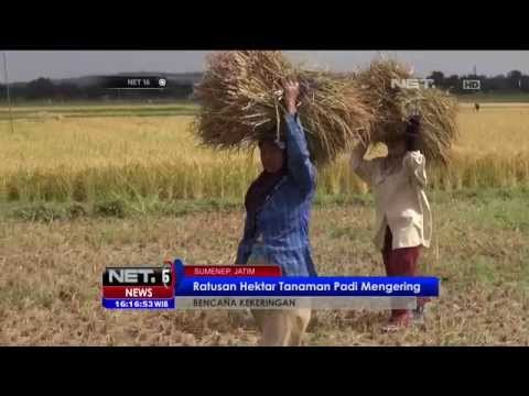 Ratusan Hektar Tanaman Padi di Sumenep Rusak Akibat Kekeringan - NET16