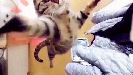 Кошаки адски жгут! Смотрите все!