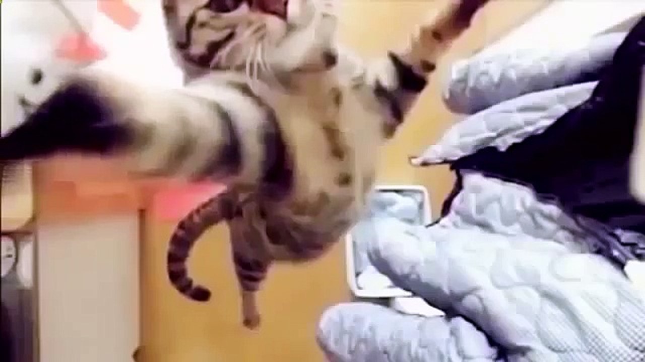Кошаки адски жгут! Смотрите все!