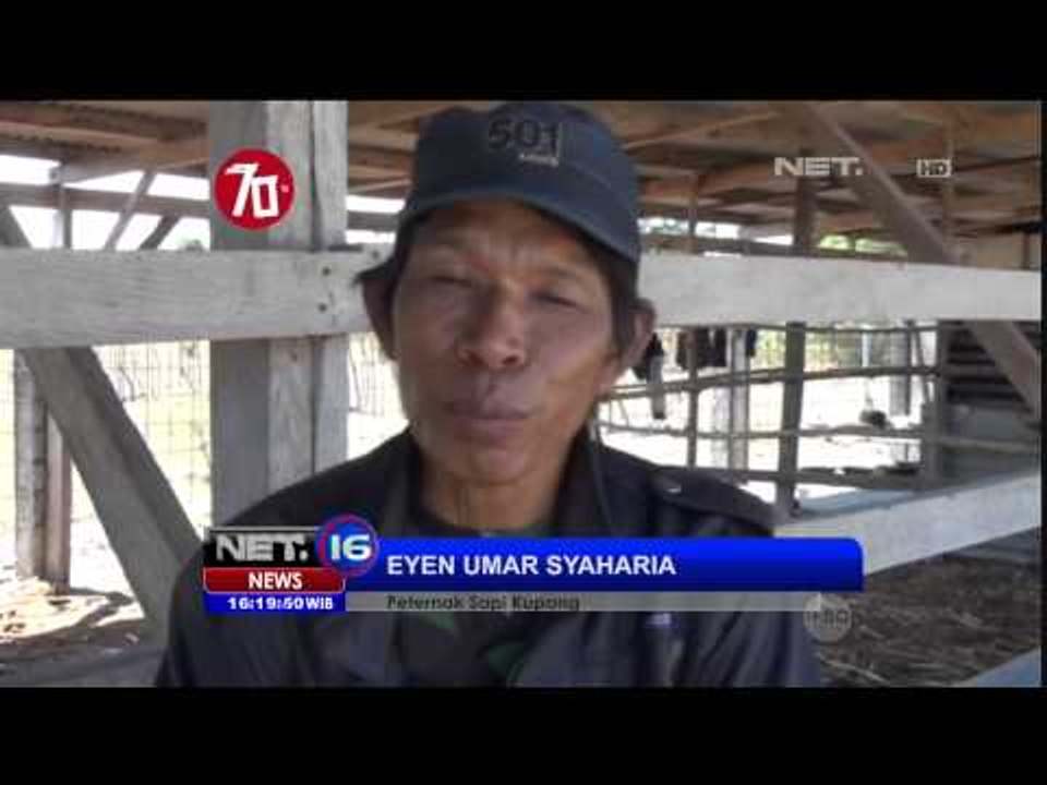 Pengiriman Sapi Dibatasi, Peternak di Kupang NTT Merugi - NET16