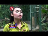 Aksi Lucu Kelahiran Dua Bayi Harimau Kembar di Bali Zoo - NET24