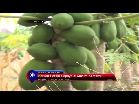 Berkah Petani Pepaya di Tasikmalaya Saat Musim Kemarau - NET16