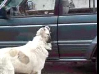 Le chien voleur de voiture