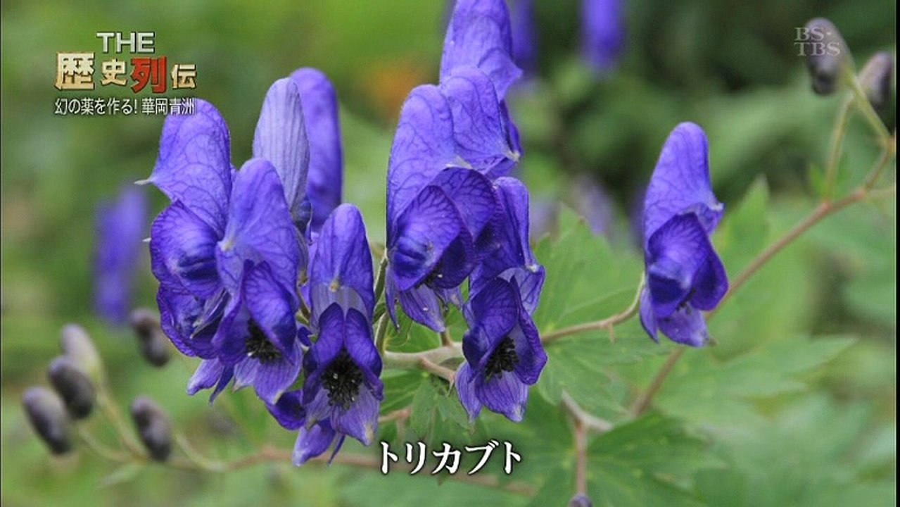 R列伝世界初の全身麻酔手術 華岡青洲20170114
