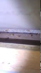 מקום נוסף בו מסתתר בבית תיקן גרמני, BioBug ביו באג הדברה